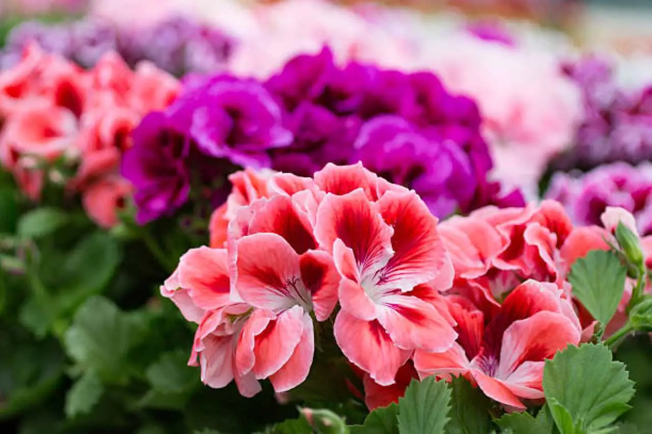 Allarme gerani pieni di buchi e foglie mangiate? Ecco il parassita nascosto che li sta distruggendo