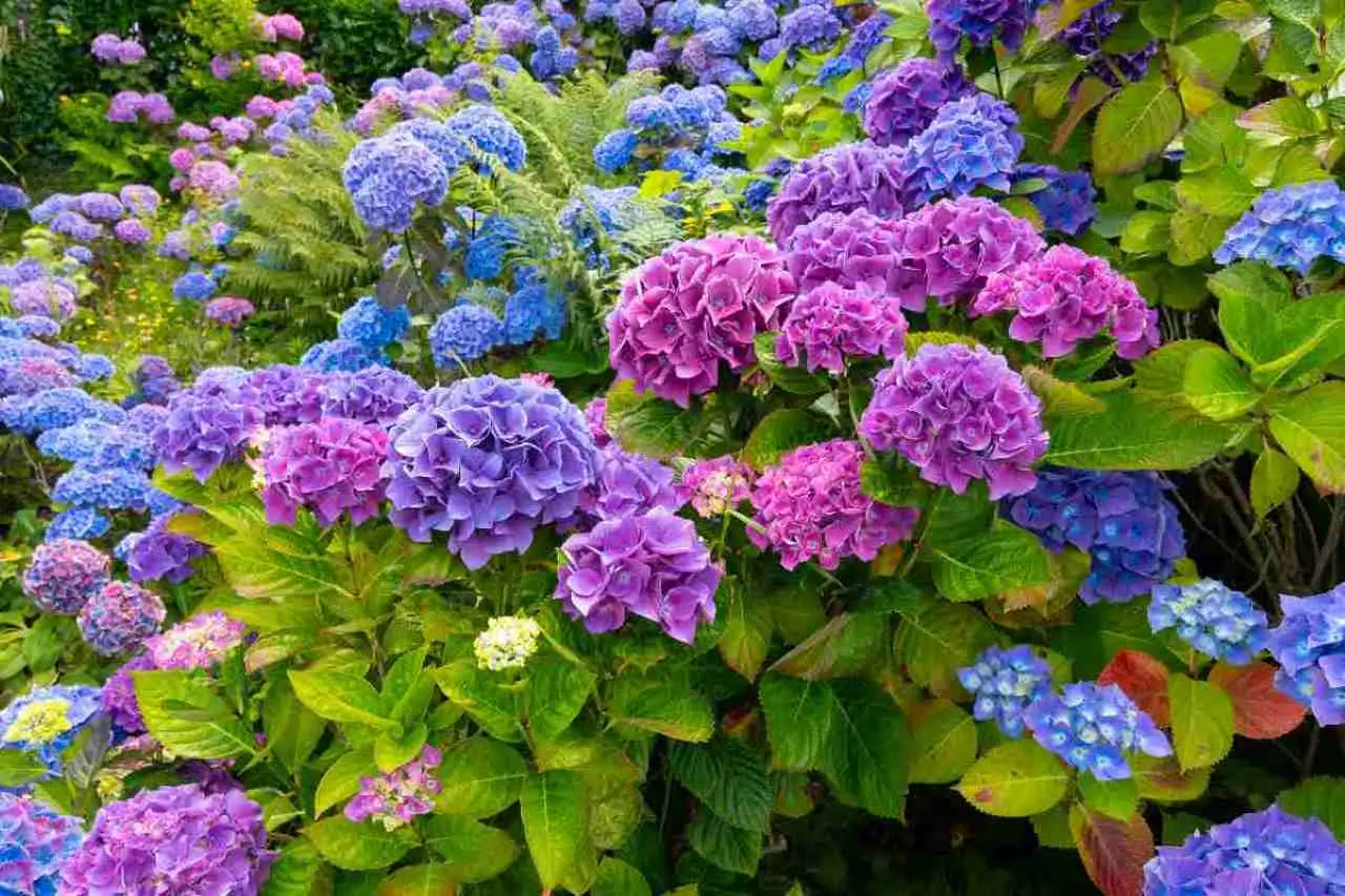 Non potare le ortensie in questo periodo o le rovinerai: ecco il consiglio dell’esperto