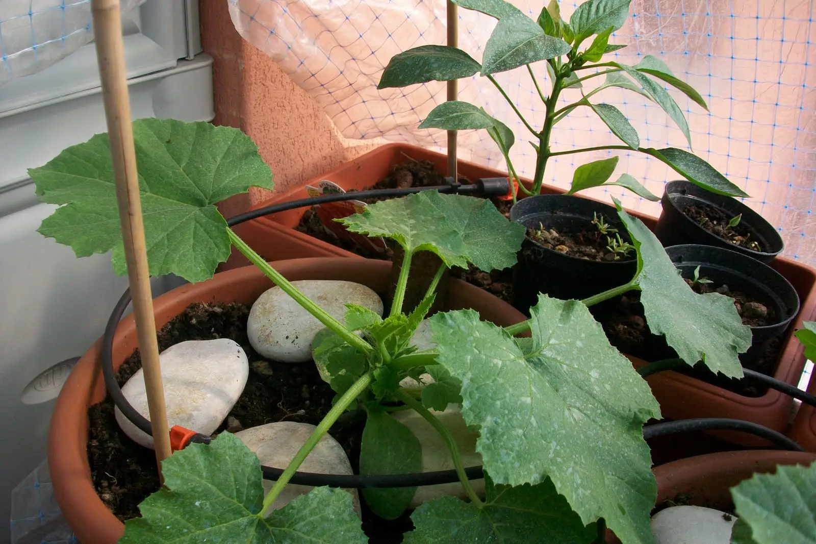 Riduci lo stress delle tue piante e l’irrigazione usando una semplice bottiglia forata