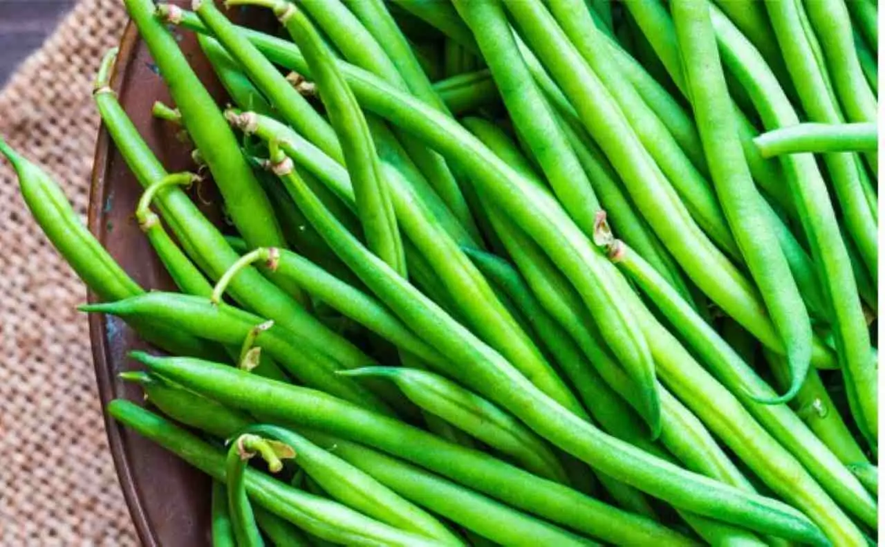 Quando si seminano i fagiolini ecco il periodo ideale per un raccolto abbondante
